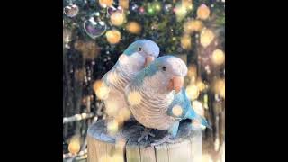 나밖에모르는 바보#황영웅 #앵무새 #사랑 #LOVE