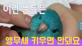 앵무새 키우기 전 고려해야 할 것들/앵무새를 키우고 싶…