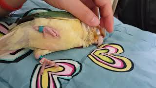 [앵무새_코뉴어] 옆으로 누워자는 애기 루오