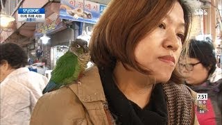 어깨 위에 사는 앵무새 초롱이! @토요특집 모닝와이드 131116