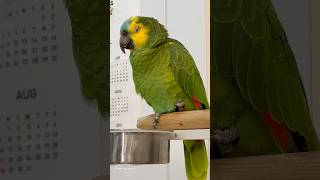 하품하는 앵무새 (yawning parrot)