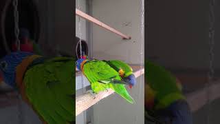 산란전 이유식  먹이는 예행 연습 하는 오색 청해 앵무…