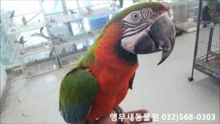 할리퀸마카우앵무새(Harlequin Macaws - Hybrid macaw between Ara ararauna x Ara chloroptera)