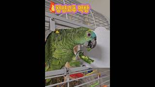 앵무새의 고추 먹방 #앵무새 #먹방 #parrot