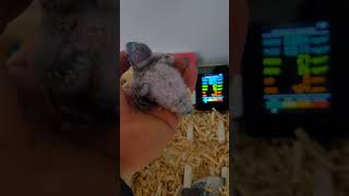 청금강, 한스마카우, 퀘이커, 사랑앵무 #birds #앵무새 #parrot #animals #birdslover #pets