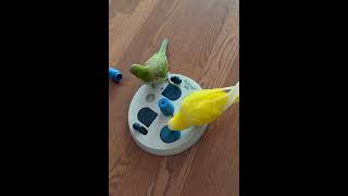 무거운도 잘드네? #앵무새 #퀘이커 #parrot #포레깅#모이찾기