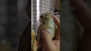 내 손바닥의 세입자 #birds #parrot #con…