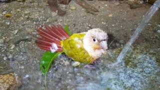 샘물에서 목욕하는 파인애플코뉴어 2편