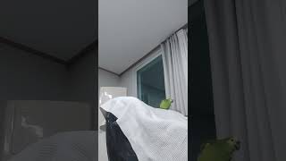 고양이들 앵무새들 말하면서 놀아주기