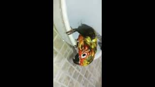 썬코뉴어 목욕중