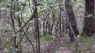 길가던중에 발견한  통통한 새의 이름은? BIRD. J…