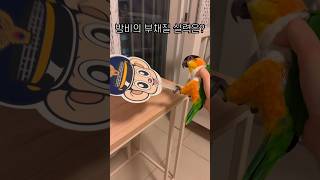 밤비의 부채질은? #shorts #parrot #caique #앵무새 #카이큐 #ズグロシロハラインコ