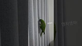 앵무새가 집사에게 오는법
