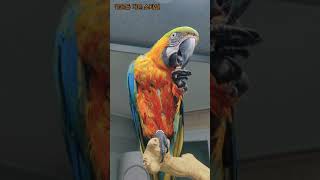 같은듯 다른 앵무새들 #shorts