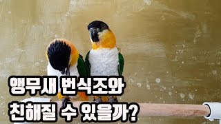 EP01.앵무새키우기 Q&A :: 번식조를 길들일 수 있을까?