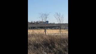 마카우앵무의 우아한비행#shorts