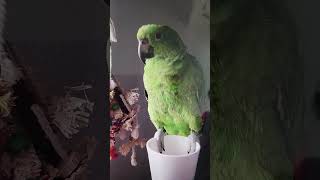 아리랑 부르는 앵무새!