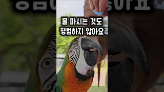 왕 큰 부리를 가진 앵무새가 물마시는 방법 ㅋㅋ #앵무새 #똑똑해