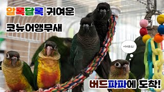 애교만점 국민앵무새 코뉴어앵무새 소개!