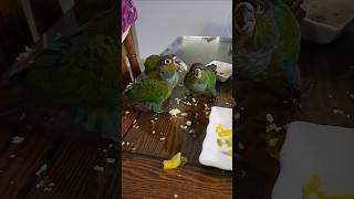 겸상하지 않는 앵무새들 #크림슨벨리드코뉴어  #funn…