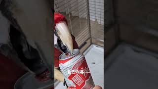 한캔 어때요? #앵무새 홍금강앵무새 #청금강앵무새