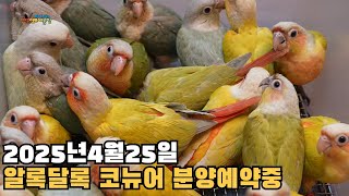 대구앵무새농장 코뉴어분양 예약중입니다 2025년4월25…