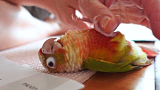 사랑을 갈구하며 꼬장부리는 코뉴어 앵무새