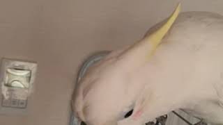 (코카투 앵무새) 오늘도 까꿍요정 치즈