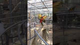 [경주버드파크 21화]-대형앵무새 날개가 이렇게 커??…