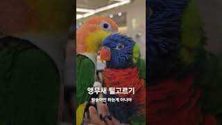 앵무새 털고르기  #앵무새 #앵무새카페 #남악앵무새카페
