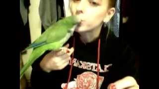Quaker Parrot Discovers a Fun …