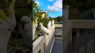 COCKATOO Joins the LINEUP!  #cockatoo #birds #parrot #funny #tricks