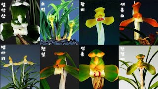 1월13일 오늘은 화예품과 엽예품으로 준비했습니다