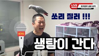 천만원 거들테일에 삼백만원 회색앵무에 집이 동물원