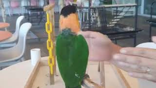 앵무새 카이큐 테크노 댄스