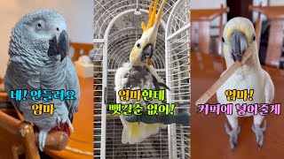 불꽃 효조 김몽몽 / 아효효효 춤추는 김루이 / 야생앵무 김다정 / 과자 먹다 들킨 김로미