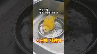 [하늘이]아침부터 싱크대 풀장 개장 ^^@# 말하는 앵무새 #구독 
