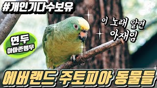 노래하고 말하는 아마존앵무부터 너무예쁜 아기고니 미오, 그리고 세상 순한 대왕 쥐 카피바라까지!! 확 달라진 에버랜드 주토피아 나들이!! #소다티비 #동물세상