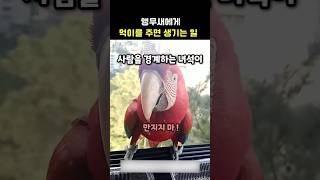 앵무새에게 먹이를 주면 생기는 일 #동물  #앵무새
