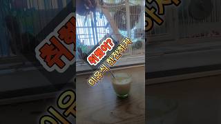 이유식 환장하는 코뉴어 앵무새 #한잔해 #취했어 #엎어…