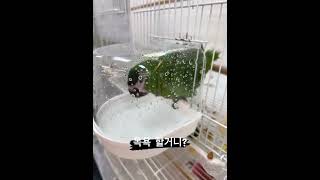 목욕하는 네오 #parrot #birds #birdsl…
