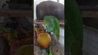 아마존C가 요즘 발정이 와서 많이 먹네요 암컷입니다