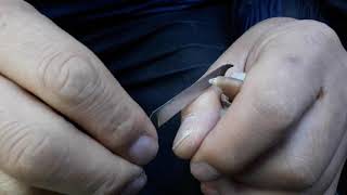 앵무새 부리 관리법