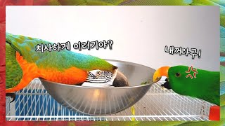 밥먹다가 날아다니고 밥그릇 뺏기! 얘들아~ 제발 평범하…