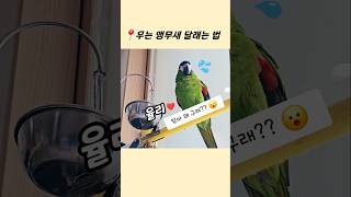 우는 앵무새 달래는 법‼️ #한스마카우