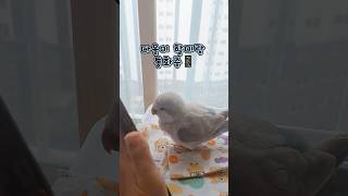 할머니와의 짧은 전화통화지만 인사는 예의바르게!! 꾸벅 #러블리다다즈 #퀘이커앵무새 #앵무새 #앵무새이다올