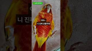 상팔자앵#앵무새#코뉴어#눕방#귀여운앵무새 #사랑스러운앵무새#귀여워#낮잠#상팔자 #늘해랑