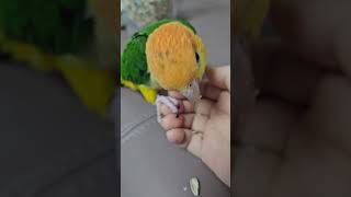해씨 먹는 앵무새 #노란머리카이큐 #카이큐앵무새 #앵무새 #parrot #birds