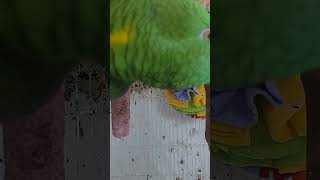 앵무새가 탕후루송을 들으면?