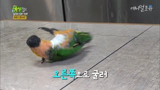 천재견은 많이 보셨죠? 여기 천재앵무새 보러 오세요, …